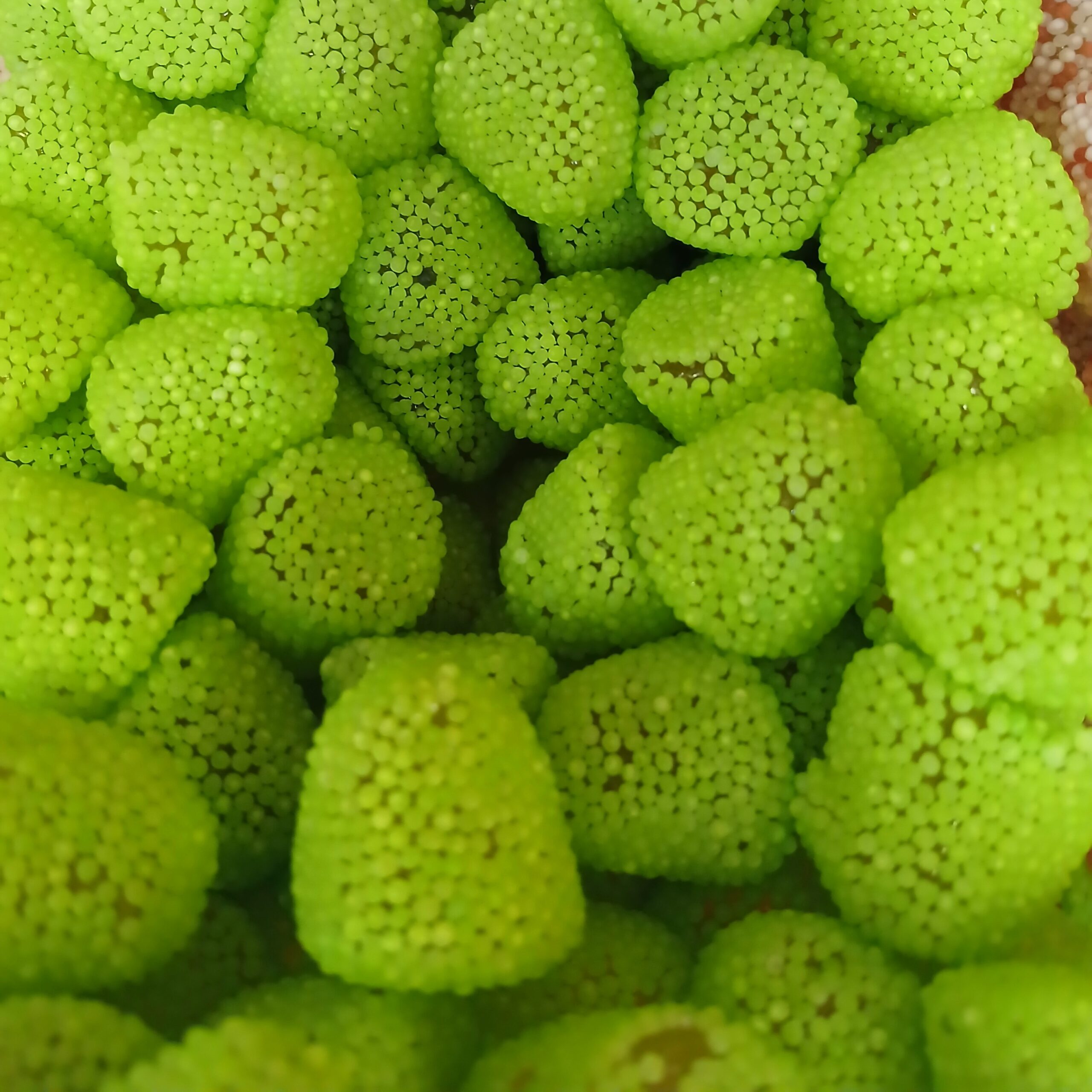 Mûre verte melon