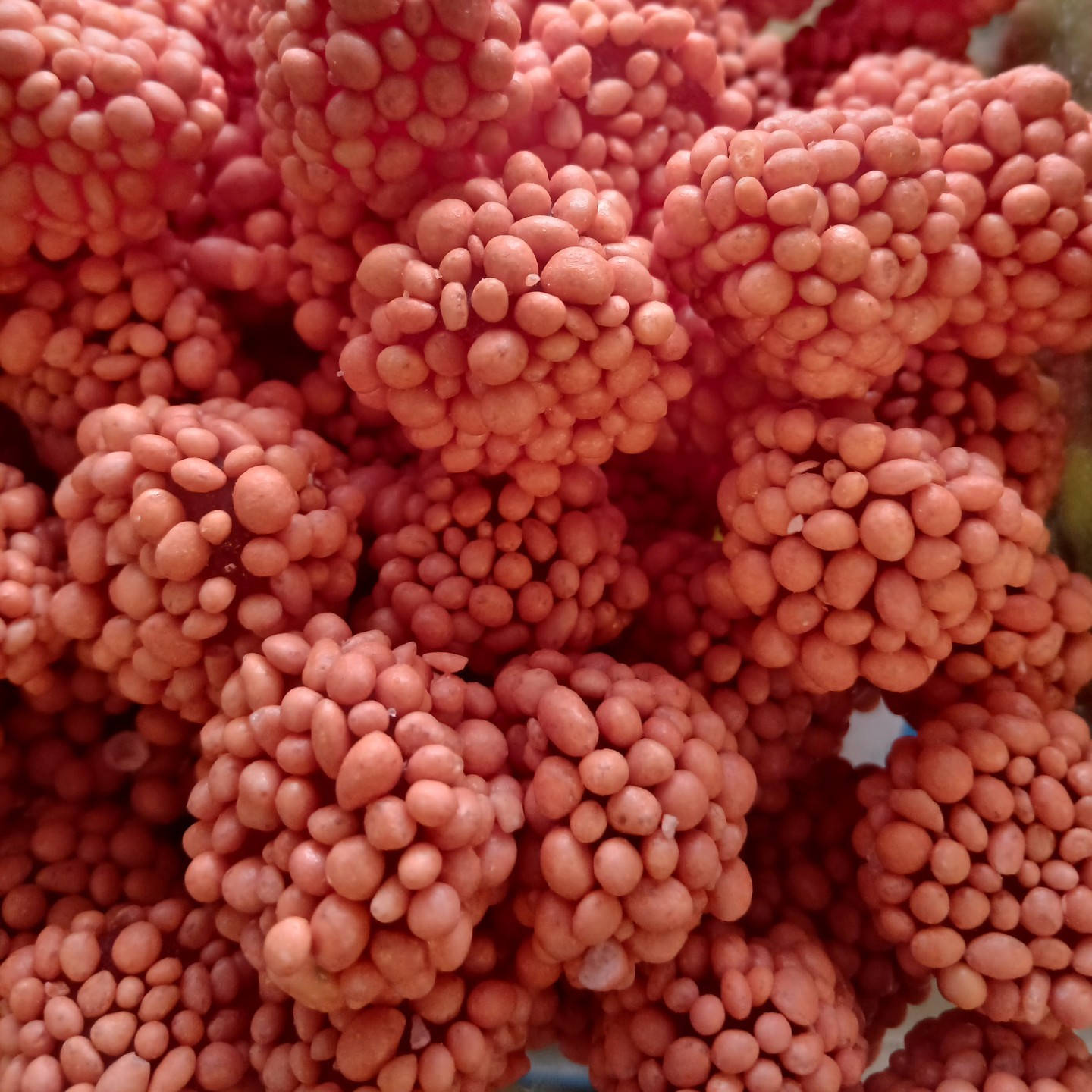 Crunchy Asteroids Draconids Spicy